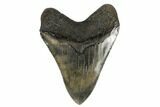 Serrated, Fossil Megalodon Tooth - South Carolina #180939-2